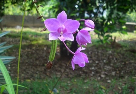 beautiful orchid - orchid, flower, nature, beauty