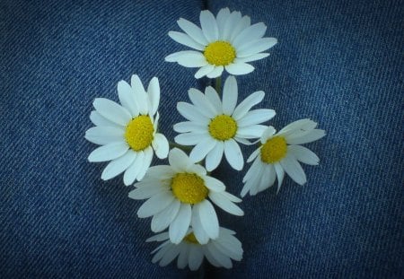 HELLO SPRING - daisies, jeans, flowers, blue, spring