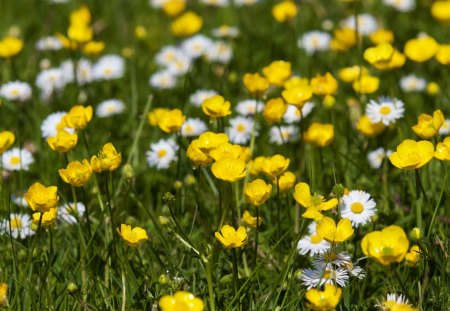 Field of Buttercups and Daisies - white, nature, yellow, day, buttercups, field, flowers, daisies