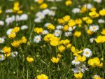 Field of Buttercups and Daisies