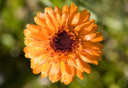 Top View - day, center, summer, nature, view, petals, top, orange, flower