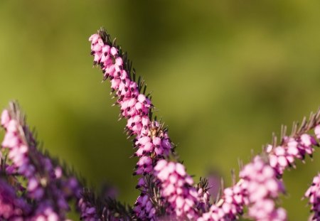 Pink Buds - nature, buds, pink, day, summer, flower