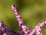 Pink Buds