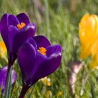 Purple Spring Crocus