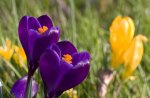 Purple Spring Crocus