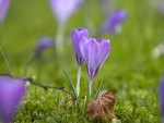 Springtime Flowers