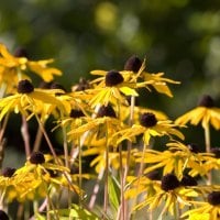 Tall Yellow Flowers