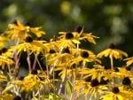 Tall Yellow Flowers