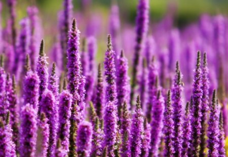 Vivid Purple Loosestrife - flowers, nature, purple, loosestrife, field, day, wild