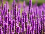 Vivid Purple Loosestrife