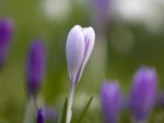 White Crocus Flower