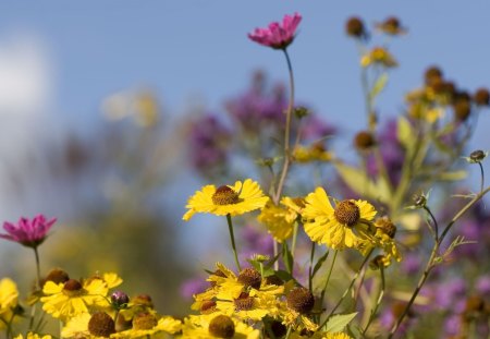 Large Daisies - sky, day, field, nature, purple, yellow, blue, flowers, daisies