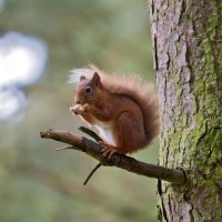 Red Squirrel on Tree Limb