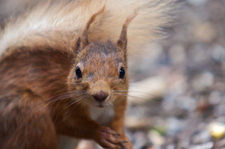 Good Morning, What You Want - animals, squirrel, outh, fur, day, eyes