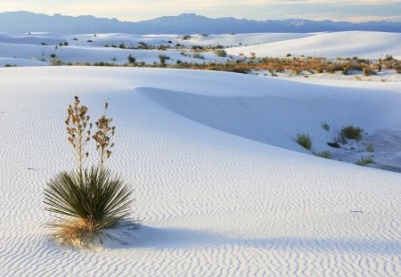 Snow deserts - white, plants, scenery, deserts, nature