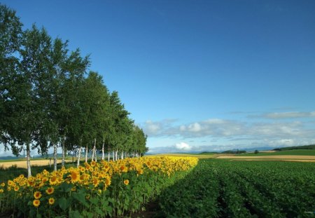 Flower fields - flower, fields, trees, green