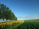 Flower fields