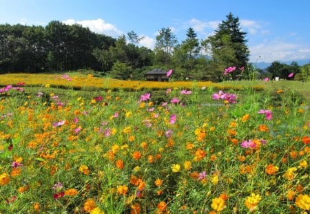 Meadow of flowers - pretty, cabin, grass, meadow, forest, flowers, fresh, scent, field, nice, cottage, sky, house, trees, beautiful, fragrance, lovely, freshness, village, colorful, nature