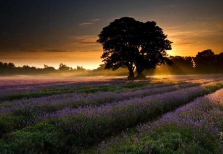 Fields - nature, fields, lavander, landscape, tree