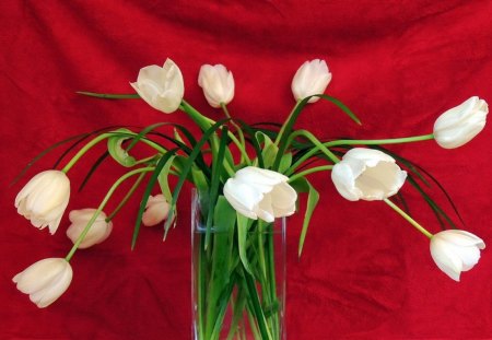 Pretty white tulips - nice, background, delicate, tulips, tender, lovely, still life, vase, white, pretty, red, beautiful, flowers