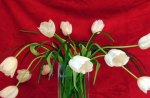 Pretty white tulips