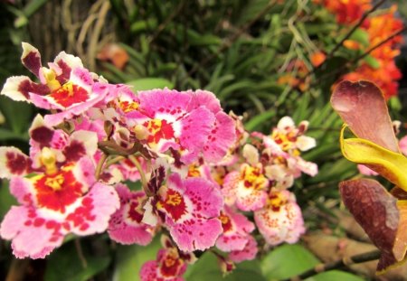 Lovely orchids - delicate, pretty, pink, soft, flowers, yellow, orchids, lovely, orange