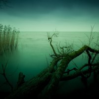 broken branches on seashore in monochrome