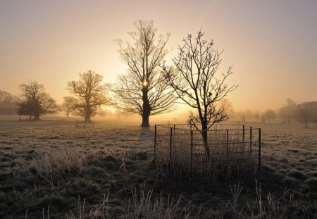 wonderful frotsy sunrise - frost, fog, fields, trees, sunrise