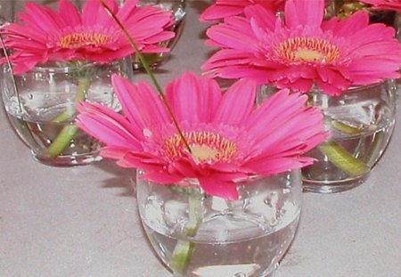 Pink gerberas - image, color, wallpaper, new