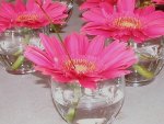 Pink gerberas