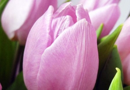 Beautiful tulips - flowers, nature, purple, green, flower, tulip