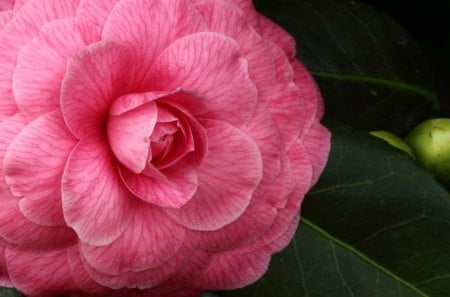 Camelia - new, image, wallpaper, color