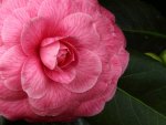 Camelia