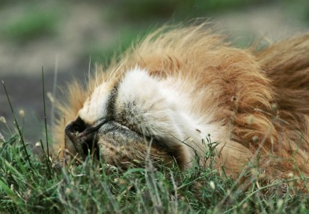 Lion - sleeping, beauty, cat face, hat, animals, sleepy, paws, face, pretty, cute, cat, kitty, lovely, kitten, cats, beautiful, sweet