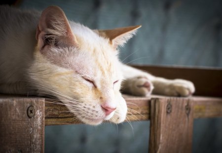 Cat - sleeping, beauty, cat face, hat, animals, sleepy, paws, face, pretty, cute, cat, kitty, lovely, kitten, cats, beautiful, sweet