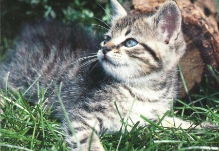 Kitten by a log - grass, kitten, green, log