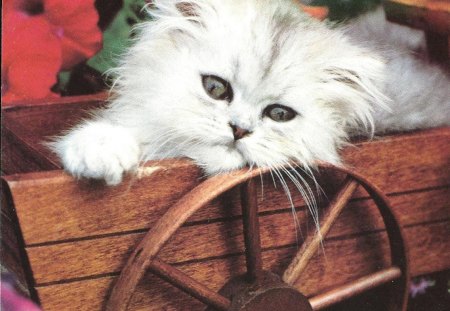 Kitten in a wagon - wheel, wagon, flower, kitten