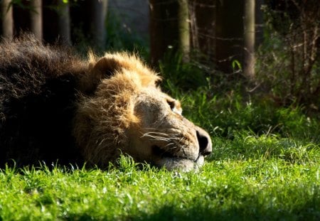 Lion in the Sun (Relax) - animals, nature, other, entertainment