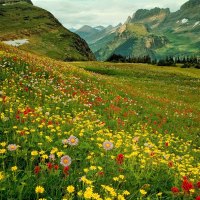 Wildflowers