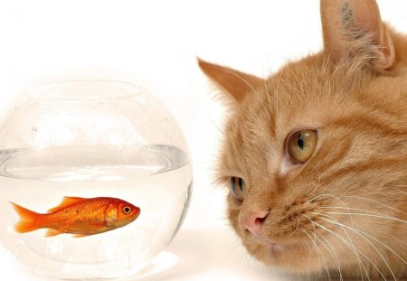 Crossed Eyes - water, ginger, eyes, aquarium, orange, crystal, cat, look, crossed, clear, fish