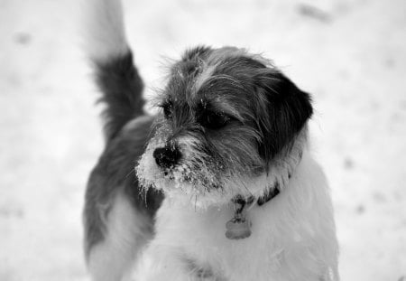 snow nose dog - snowstorm, wallpaper, dog, snow