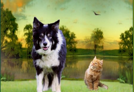 dog and cat - sky, tree, cat, dog