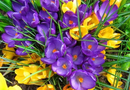 Spring colors - nice, freshness, crocus, carpet, delicate, colorful, field, meadow, spring, yellow, pretty, lovely, violet, nature, beautiful, blue, flowers, colors