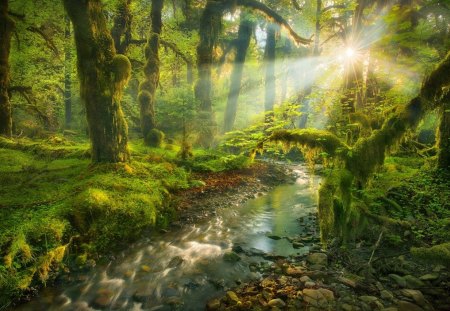 Spirit garden - trees, grass, sun rays, creek, landscapes