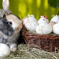 Bunny and Easter Eggs