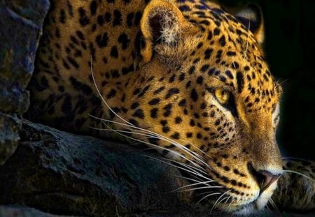 At the ready - spots, leopard, hunt, cat