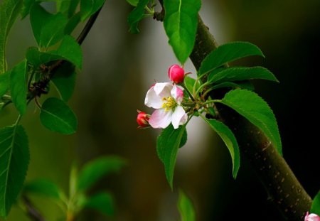 Bloom in the green - flowers, white, red, green, leaves