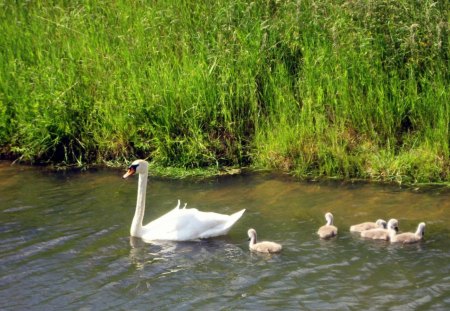 Spring - abstract, birds, water, green, photography, grass