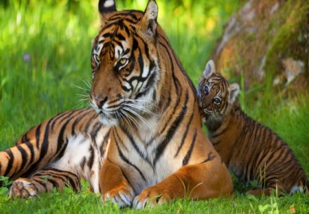 Wanna play Mom - cub, cats, tiger, rest, stripes