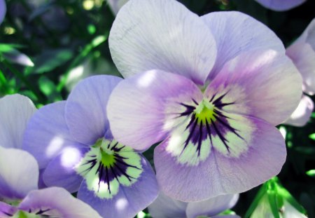 Spring - natrue, purple, green, color, flowers, flower, spring